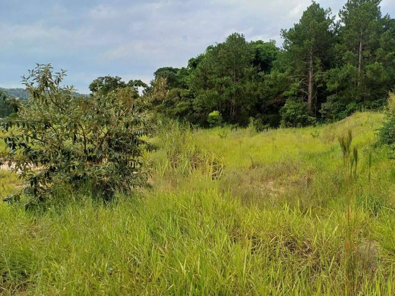 Terreno, 2 hectares - Foto 12